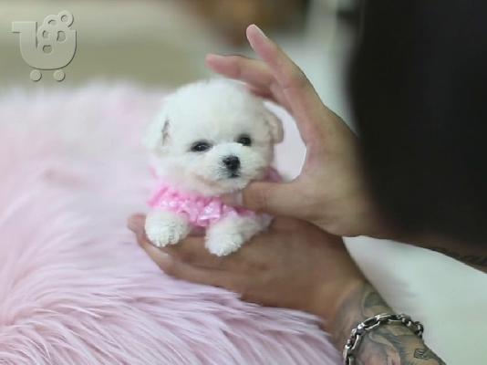 Καθαρόαιμα κουτάβια Toy Poodle